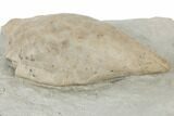 Silurian Cystoid (Triamara) Fossil - Indiana #189424-2
